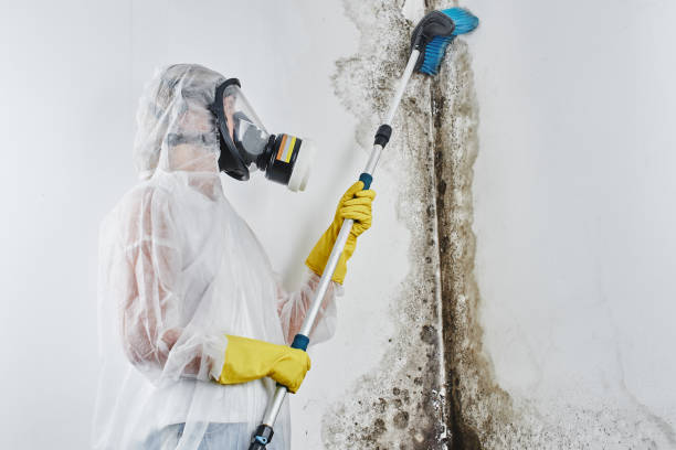 Best Residential Mold Removal  in Lookout Mountain, GA
