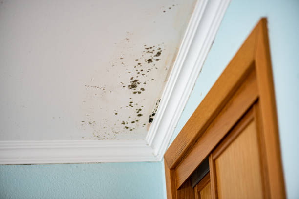 Best Professional Mold Removal  in Lookout Mountain, GA