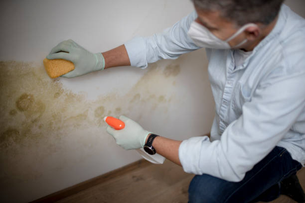 Mold Testing and Removal in Lookout Mountain, GA