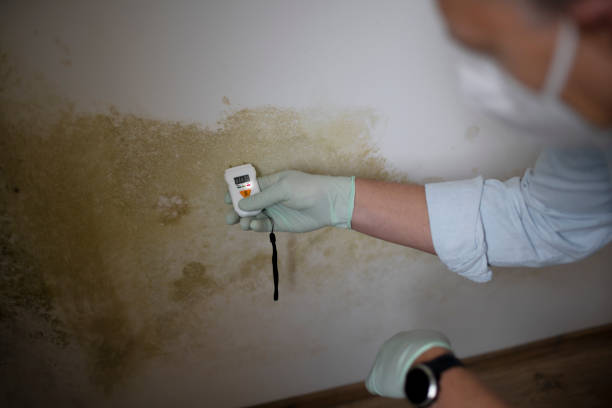 Best Toxic Mold Removal  in Lookout Mountain, GA
