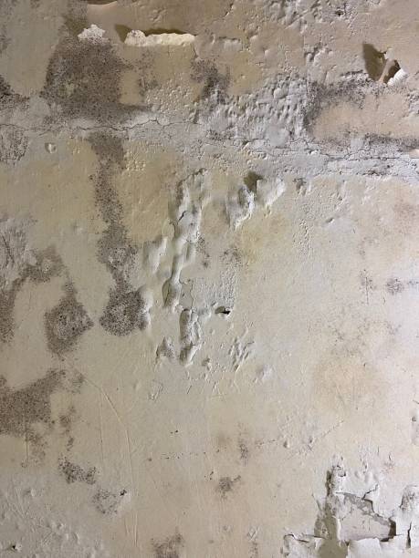 Best Mold Removal Near Me  in Lookout Mountain, GA