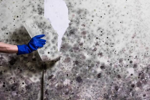 Best Certified Mold Removal  in Lookout Mountain, GA